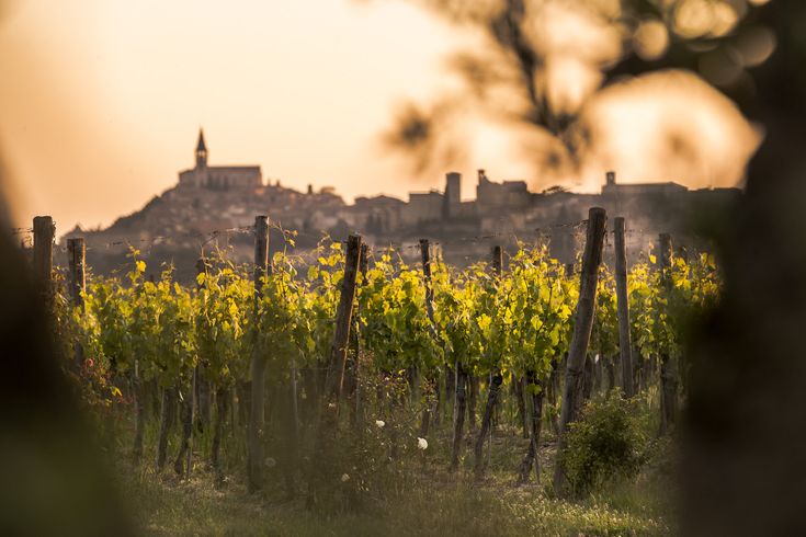 Poggio Oliveto